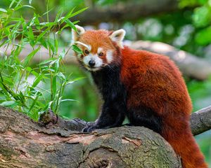 Preview wallpaper red panda, tree, leaves, wildlife