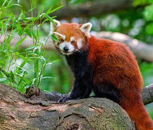 Preview wallpaper red panda, tree, leaves, wildlife