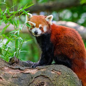 Preview wallpaper red panda, tree, leaves, wildlife