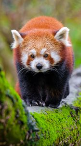 Preview wallpaper red panda, tree, moss, wildlife