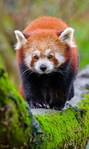 Preview wallpaper red panda, tree, moss, wildlife