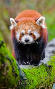 Preview wallpaper red panda, tree, moss, wildlife