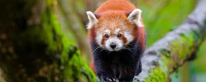 Preview wallpaper red panda, tree, moss, wildlife