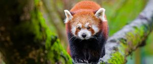 Preview wallpaper red panda, tree, moss, wildlife