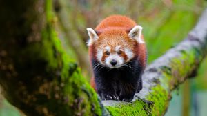 Preview wallpaper red panda, tree, moss, wildlife