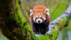 Preview wallpaper red panda, tree, moss, wildlife