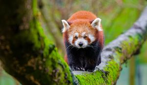 Preview wallpaper red panda, tree, moss, wildlife