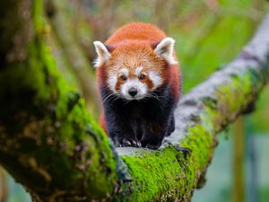 Preview wallpaper red panda, tree, moss, wildlife