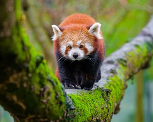 Preview wallpaper red panda, tree, moss, wildlife