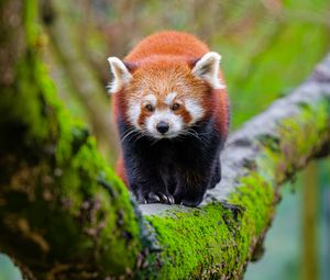 Preview wallpaper red panda, tree, moss, wildlife