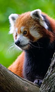 Preview wallpaper red panda, tree, wildlife, animal