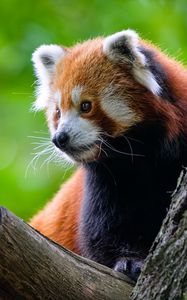 Preview wallpaper red panda, tree, wildlife, animal