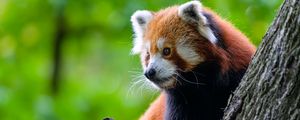 Preview wallpaper red panda, tree, wildlife, animal