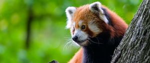 Preview wallpaper red panda, tree, wildlife, animal