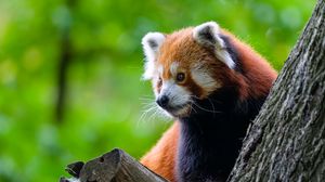 Preview wallpaper red panda, tree, wildlife, animal