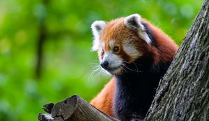 Preview wallpaper red panda, tree, wildlife, animal