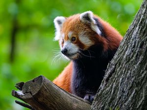 Preview wallpaper red panda, tree, wildlife, animal