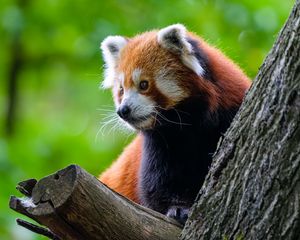 Preview wallpaper red panda, tree, wildlife, animal