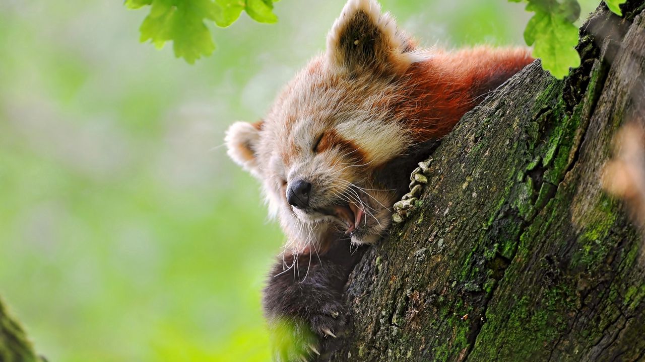 Wallpaper red panda, tree, yawn, hide