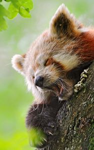 Preview wallpaper red panda, tree, yawn, hide