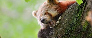 Preview wallpaper red panda, tree, yawn, hide