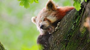Preview wallpaper red panda, tree, yawn, hide