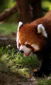 Preview wallpaper red panda, walk, face, hair