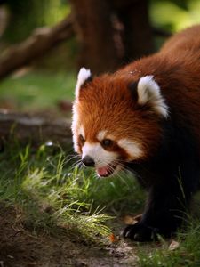 Preview wallpaper red panda, walk, face, hair