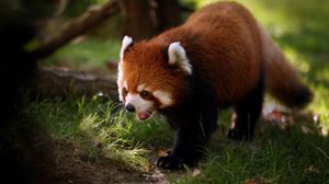 Preview wallpaper red panda, walk, face, hair