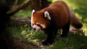 Preview wallpaper red panda, walk, face, hair