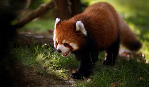 Preview wallpaper red panda, walk, face, hair