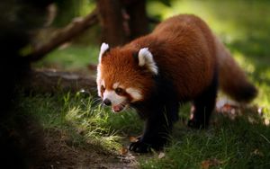Preview wallpaper red panda, walk, face, hair
