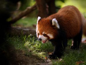 Preview wallpaper red panda, walk, face, hair