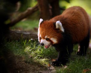 Preview wallpaper red panda, walk, face, hair