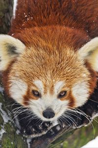 Preview wallpaper red panda, wild animal, branch, bark