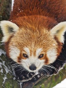 Preview wallpaper red panda, wild animal, branch, bark