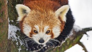 Preview wallpaper red panda, wild animal, branch, bark