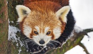 Preview wallpaper red panda, wild animal, branch, bark