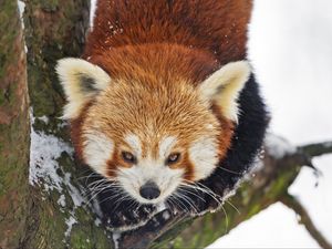 Preview wallpaper red panda, wild animal, branch, bark