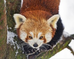 Preview wallpaper red panda, wild animal, branch, bark