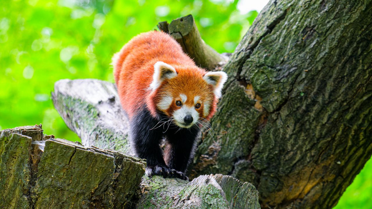 Wallpaper red panda, wildlife, animal, stone, tree