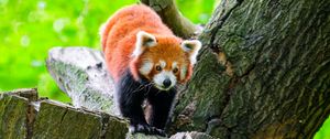 Preview wallpaper red panda, wildlife, animal, stone, tree