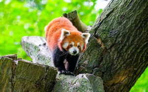 Preview wallpaper red panda, wildlife, animal, stone, tree