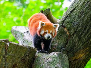 Preview wallpaper red panda, wildlife, animal, stone, tree