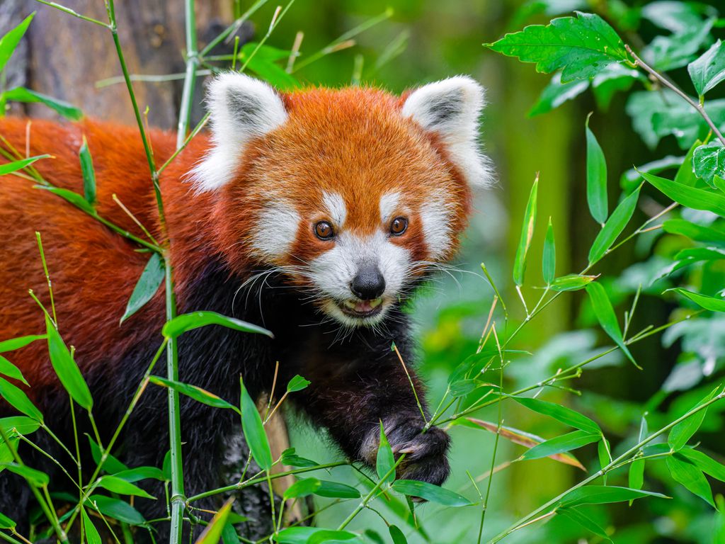 1024x768 Wallpaper red panda, wildlife, animal, leaves, wild animal