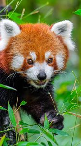 Preview wallpaper red panda, wildlife, animal, leaves, wild animal
