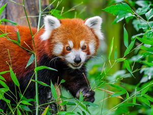 Preview wallpaper red panda, wildlife, animal, leaves, wild animal