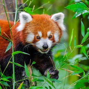 Preview wallpaper red panda, wildlife, animal, leaves, wild animal