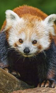 Preview wallpaper red panda, wildlife, animal