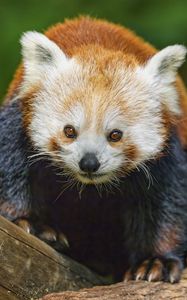 Preview wallpaper red panda, wildlife, animal